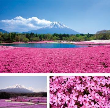 הוילה פוג'יקאוואגוצ'יקו Fuji Sakura House מראה חיצוני תמונה
